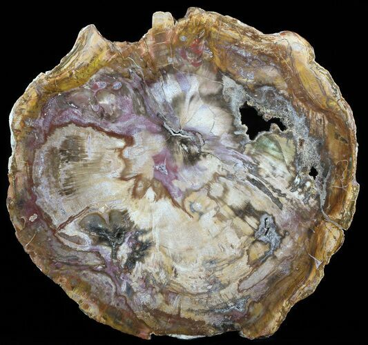 Petrified Wood Round - Top Quality With Purple Hues #51272